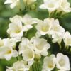 Freesia